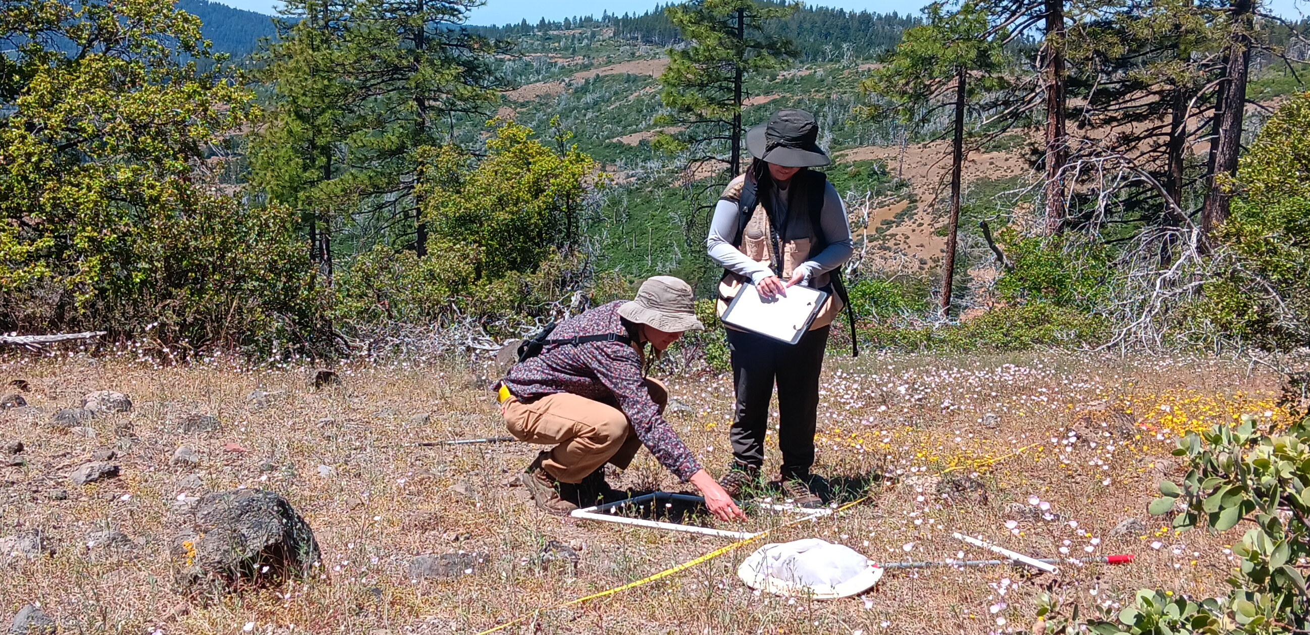 Hazelhurst researchers in El Dorado National Forest.