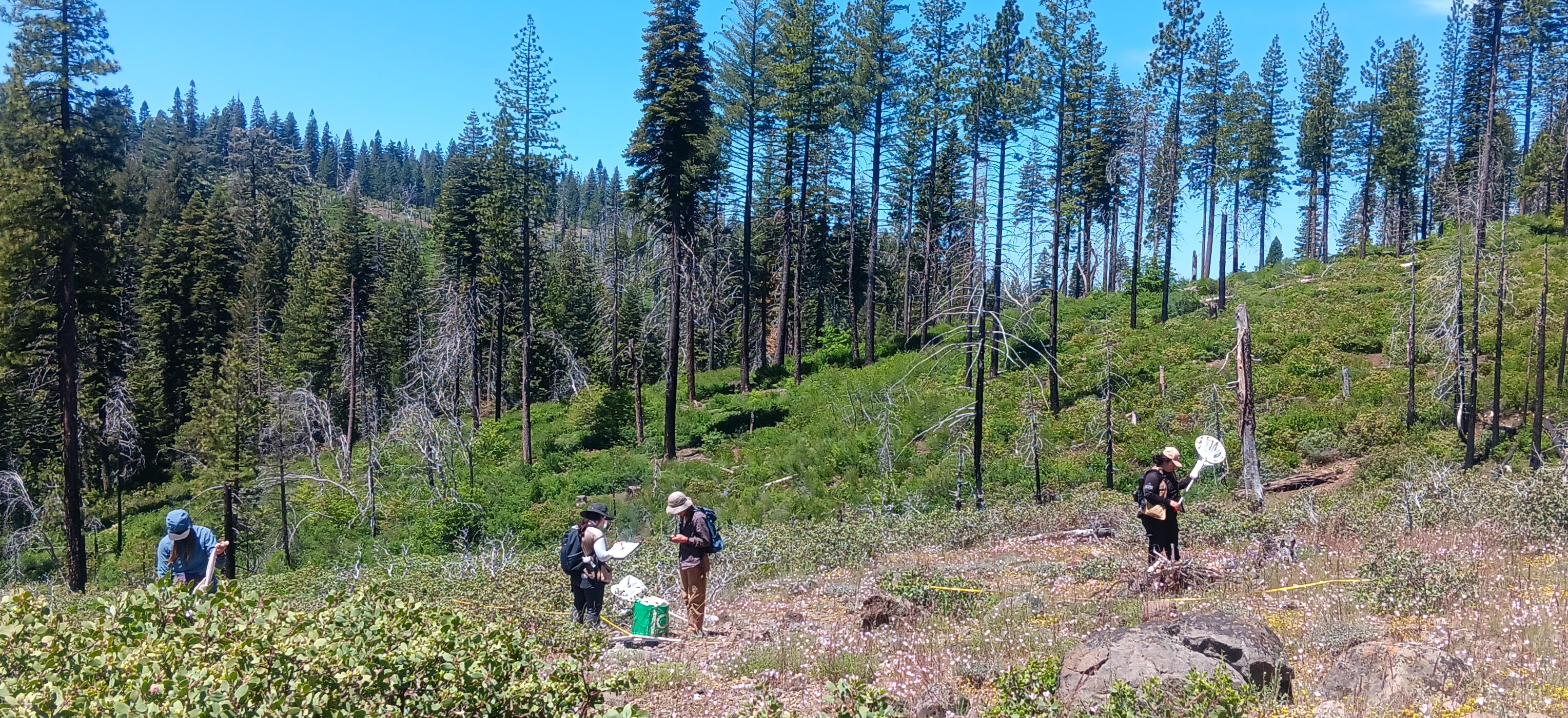 Hazelhurst field research team in the El Dorado National Forest.