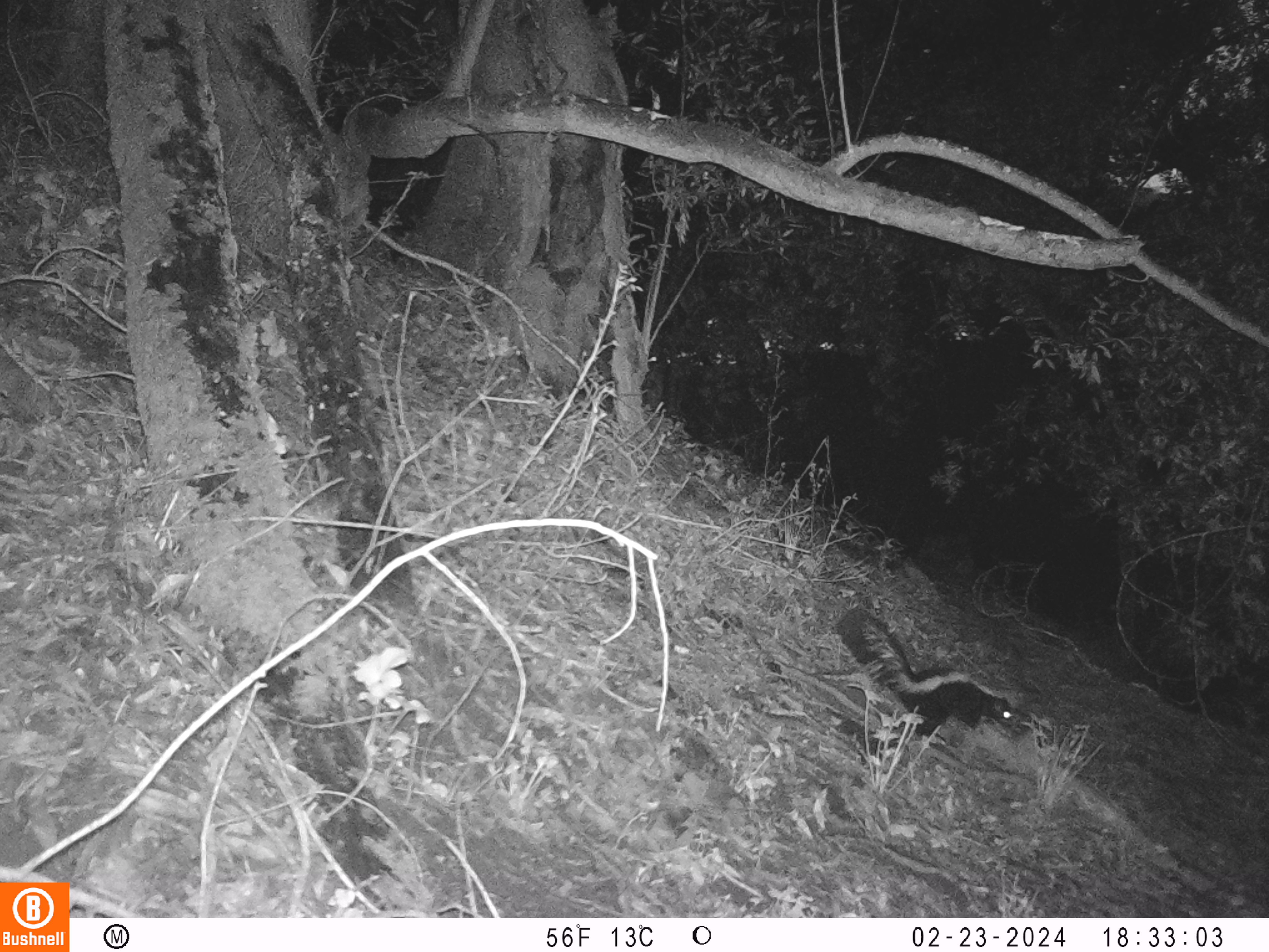 Skunk in woods at night