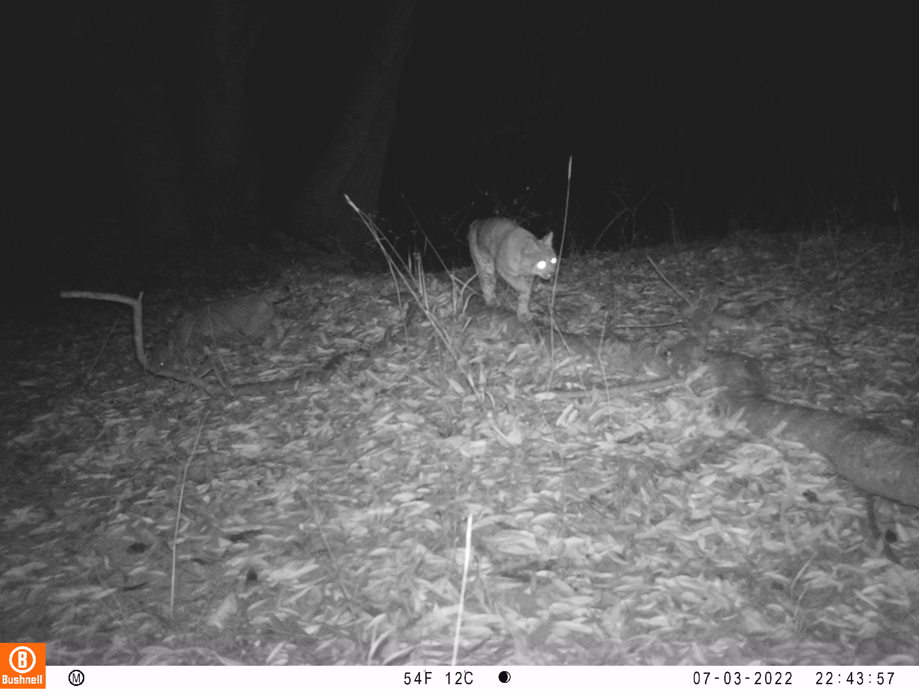 Bobcat on a log in the forest at night