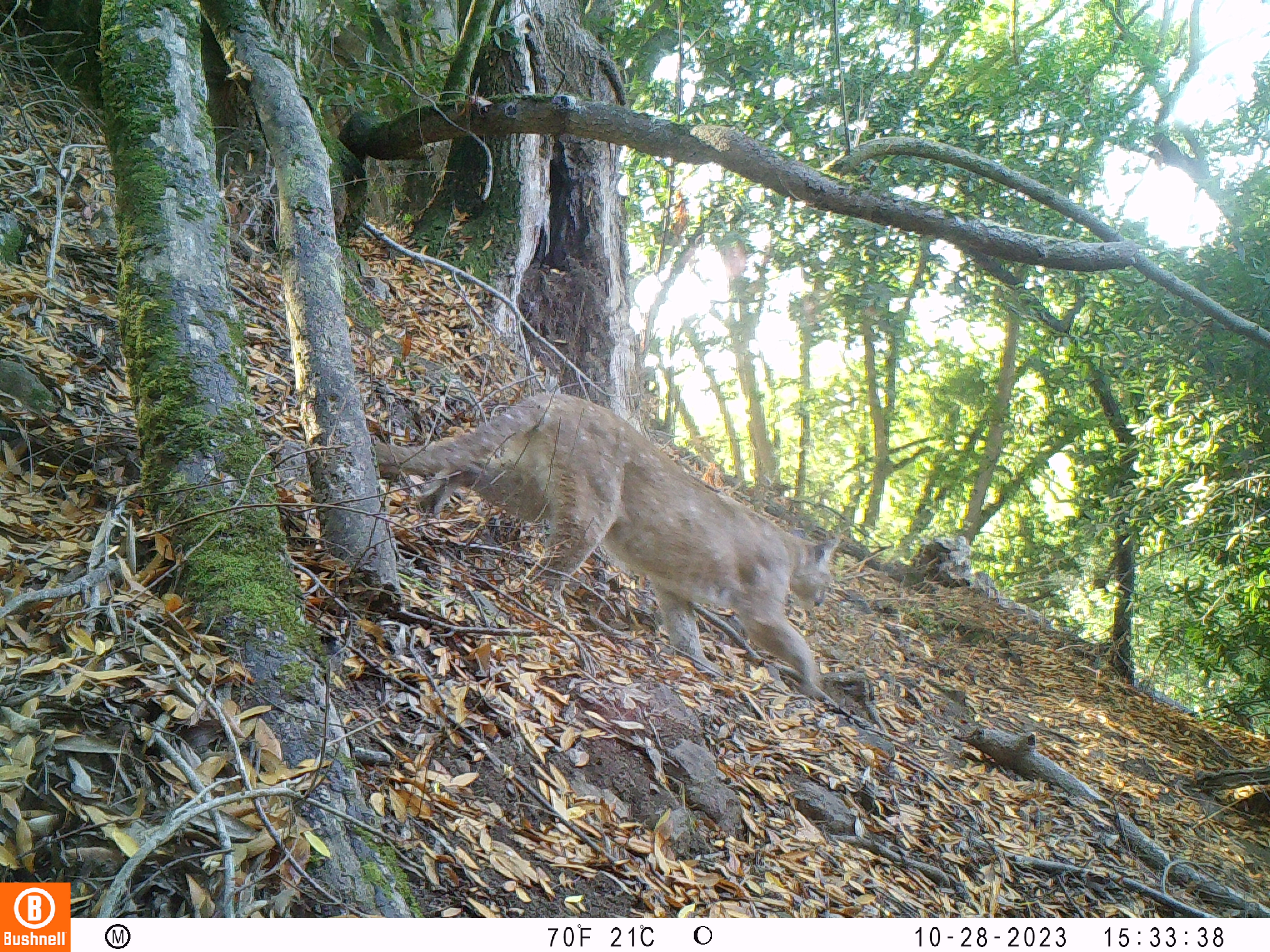 Alexa Evans conducted research on the behavior of local bobcats in response to habitat fragmentation and found through literature research that females with kittens stay more to the interior of a habitat patch compared to bobcats in solo life stages that travel more broadly.