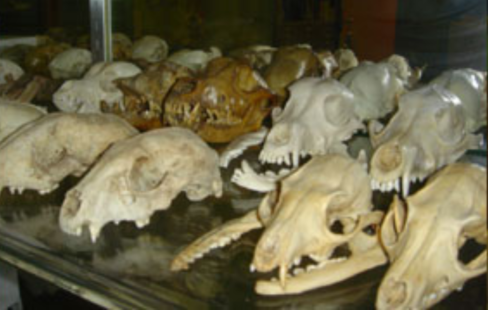 paleoanimal skulls