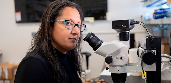 Professor Divya Sitaraman looking through a microscope in her lab